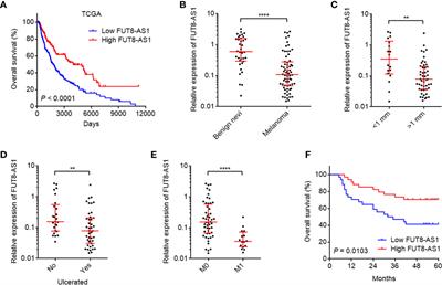 FUT8-AS1 Inhibits the Malignancy of Melanoma Through Promoting miR-145-5p Biogenesis and Suppressing NRAS/MAPK Signaling